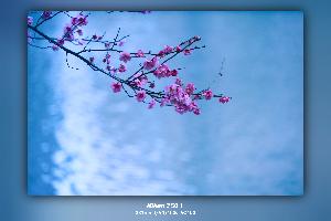 梅花.jpg