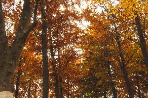 DSC_0020-1.jpg